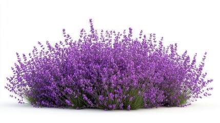 Naklejka premium Lavender Bush with Sharp Cut-Out, Isolated White Background