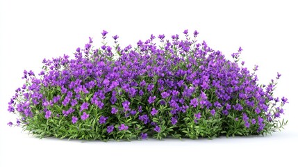 Fototapeta premium Lavender Bush with Sharp Cut-Out, Isolated White Background