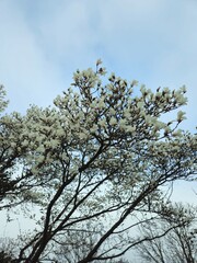 Close up tree magnolia blossom. 
flowering magnolia tree in spring. Magnolia blossom tree. Beautiful magnolia flowers. Beautiful white magnolia tree.