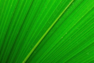 Vibrant green palm leaf texture with natural fibers and patterns, fiber, tropical