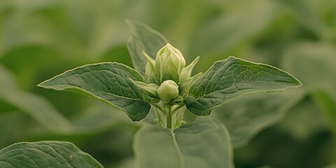 Obraz premium Closeup of Green Plant Budding Flower, Nature Photography