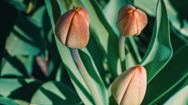 Tulip buds, closed flowers in springtime garden motion picture. Blooming tulip buds, green leaves stock footage, close up of colorful plant. Floral spring beauty clip.