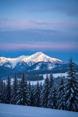 snowy mountains with pine trees and snow in the foreground