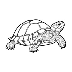 Turtle Line Art | Detailed Tortoise Black and White Illustration