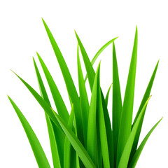 Fototapeta premium Green_Grass_Blades_On_Black_Background_Plant_Nature