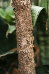 trunk of tree,  roots of tree and trunk in summer season, selective focus with blur.
