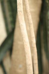 trunk of tree,  roots of tree and trunk in summer season, selective focus with blur.
