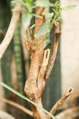trunk of tree,  roots of tree and trunk in summer season, selective focus with blur.
