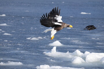 Steller's sea eagle (Haliaeetus pelagicus), also known as the Pacific sea eagle or white-shouldered...