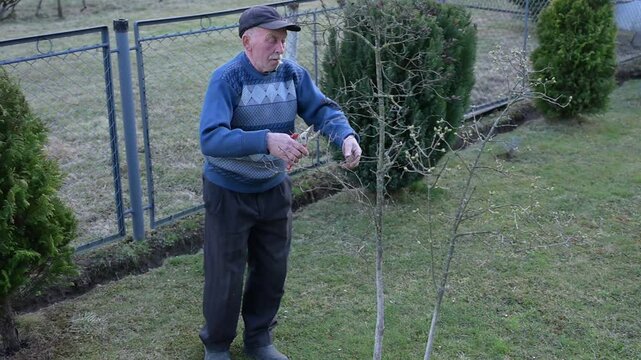 Grandpa takes care of the trees, pruning them in the spring. connecting with nature in the crisp morning air.