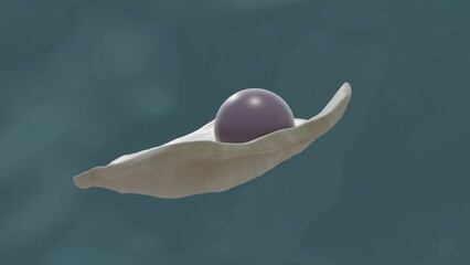 Quahog pearl in venus clam © oxana