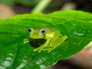  Holly's Glasfrosch, Ghost glass frog