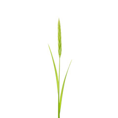 Fototapeta premium Green-Grass-Blade-isolated-on-black_background