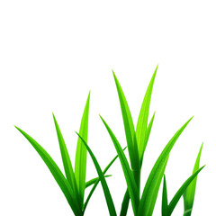 Fototapeta premium Green-Grass-Blades-Black-Background-Minimalist-Nature