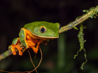 Cruziohyla sylviae, Sylvia's tree frog