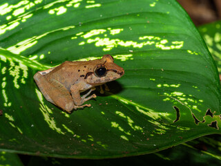 Craugastor crassidigitus, Slim-fingered Rain Frog