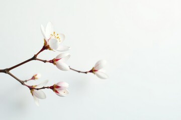 Delicate branch with subtle bends on a crisp white background, individuality, white background