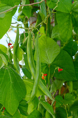 Stangenbohne,  Phaseolus coccineus