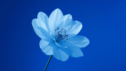 Delicate, translucent blue flower with layered petals gracefully blooms against a deep blue background