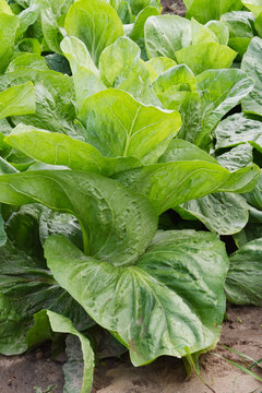 Fleischkraut,  Zuckerhut,  Cichorium intybus 'Pan di Zucchero