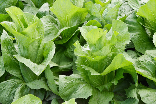 Fleischkraut,  Zuckerhut,  Cichorium intybus 'Pan di Zucchero