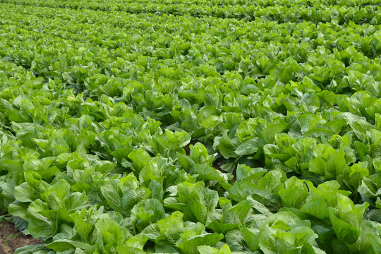 Fleischkraut,  Zuckerhut,  Cichorium intybus, Pan di Zucchero