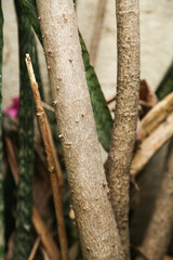 trunk of tree,  roots of tree and trunk in summer season, selective focus with blur.
