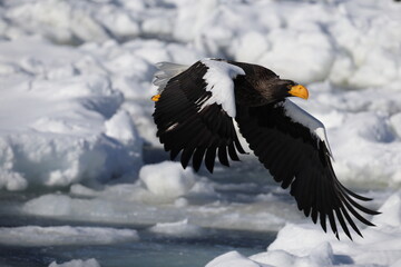 Steller's sea eagle (Haliaeetus pelagicus), also known as the Pacific sea eagle or white-shouldered...
