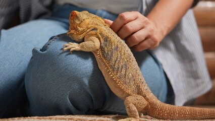 Bearded Dragon Agave Resting Calmly On Human Lap