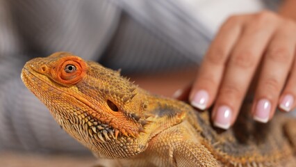 Bearded Dragon Agave Being Gently Stroked by Human Hand
