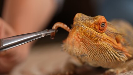 Bearded Dragon Agave Eating Worm with Tweezers Close-Up