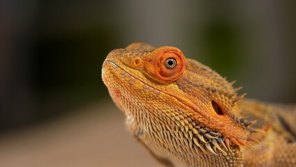 Close-up View of a Colorful Bearded Dragon Agave Reptile