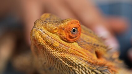 Bearded Dragon Agave Close-Up Portrait with Detailed Scales