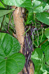 Stangenbohne,  Phaseolus coccineus