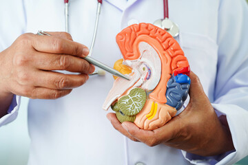 Alzheimer disease, Asian doctor holding brain anatomy model for study diagnosis and treatment in hospital.