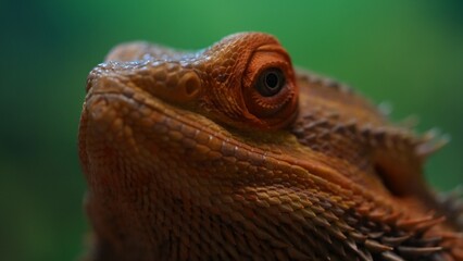 Close-Up of Bearded Dragon Agave's Head and Scales Detail