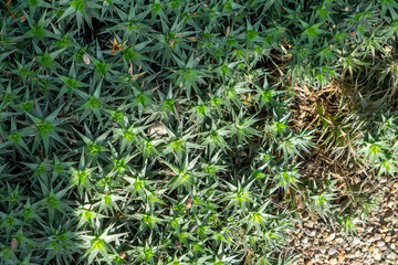 Fototapeta premium Juniper hyemalis is a species of moss.