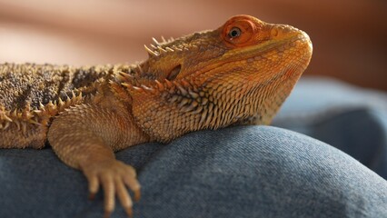Colorful Bearded Dragon Agave Resting on Denim Fabric