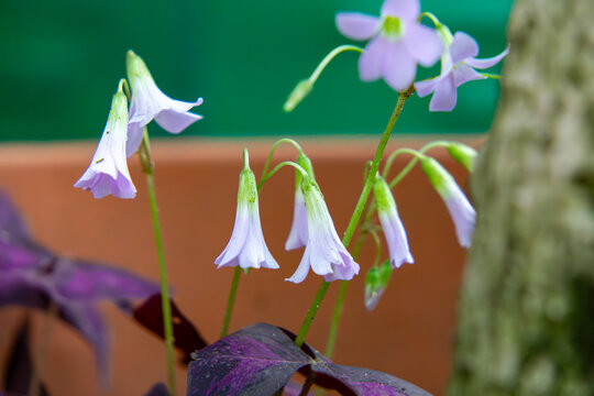 Oxalis &ndash; a genus of plants from the oxalidaceae family. Small purple flowers