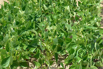 Buschbohne,  Phaseolus vulgaris L. ssp. nanus (L.) Aschers.