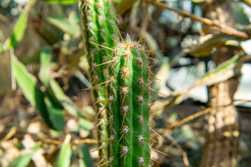Pilosocereus is a succulent from the cactus family.