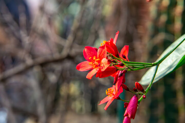 Jatropha integerrima, commonly known as peregrina or spicy jatropha, is a species of flowering...