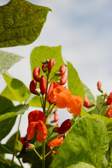 Feuerbohne,  Phaseolus coccineus