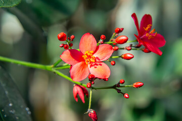 Jatropha integerrima, commonly known as peregrina or spicy jatropha, is a species of flowering plant in the spurge family, Euphorbiaceae. beautiful red flowers of an exotic plant.