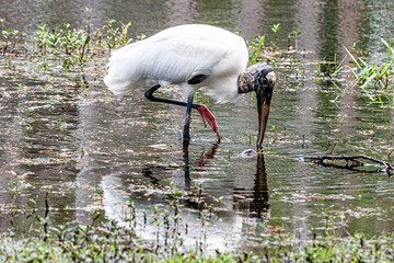 Wood Stork on Pond