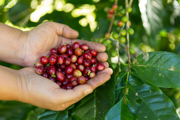 Close up hand harvest red ripe coffee seed robusta arabica berry harvesting coffee farm. Hand...