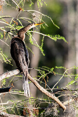 Anhinga in Cypress