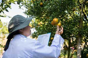 Business farm ripe orange concept farmer hand pick nature fruit citrus orchard mandarin tree...