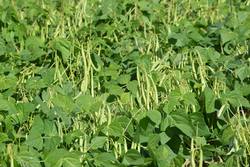 Buschbohne,  Phaseolus vulgaris L. ssp. nanus (L.) Aschers.