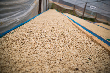 Farmer concept harvest ripe coffee seed robusta arabica berry close up fresh green leaf bean picking orange crop red yellow berries raw plant tree smart farm growth blur background eco organic garden